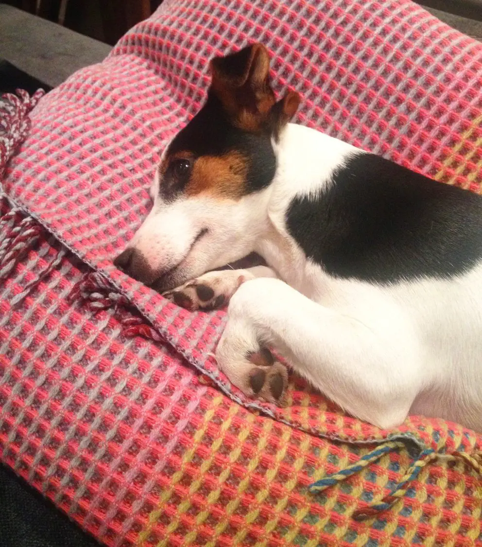 poppy-jack-russell-wallace-sewell-cushion-small