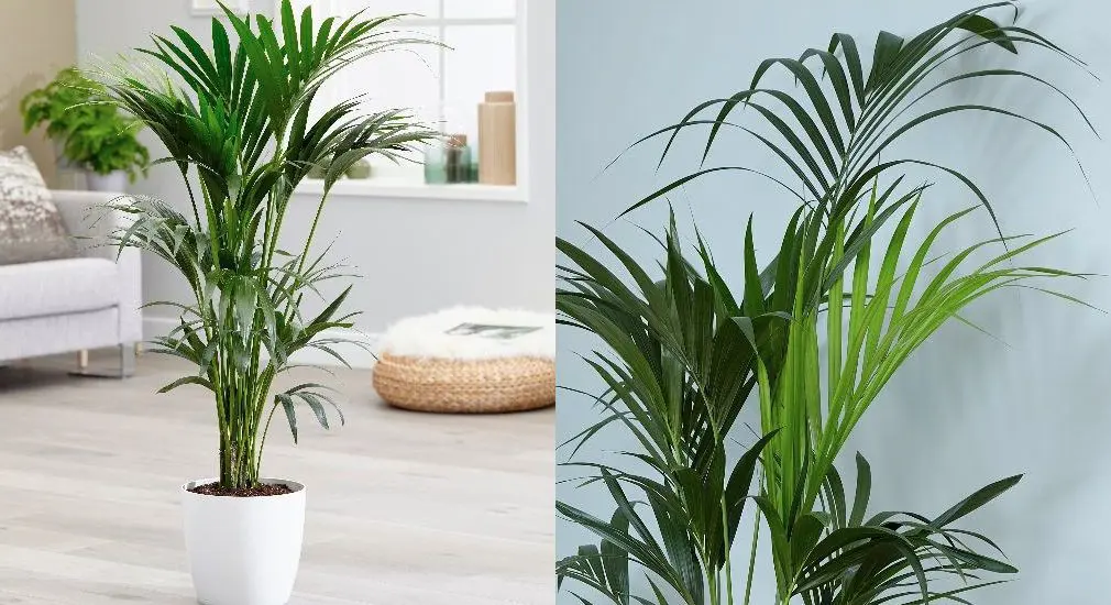 Kentia Palms (Howea forsteriana)